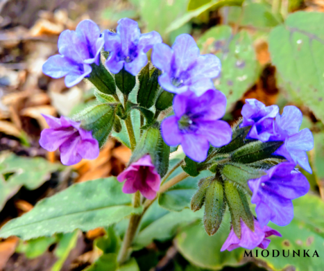 MIODUNKA PLAMISTA- co to za roślina? Poznaj jej właściwości i jej wykorzystanie w ziołolecznictwie.