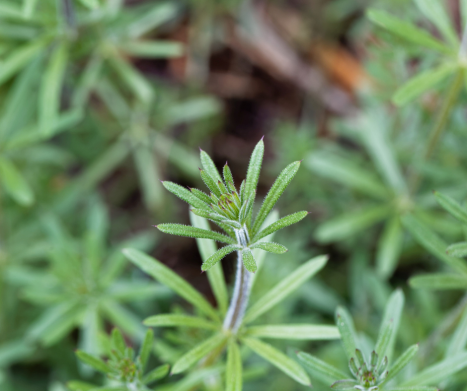 PRZYTULIA CZEPNA (Galium aparine). Leksykon ziół